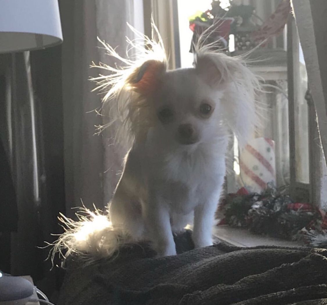 The Times Cutest Pets of Winter 2018
